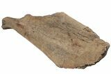 Fossil Triceratops Shoulder Blade (Scapula) - South Dakota #211083-5